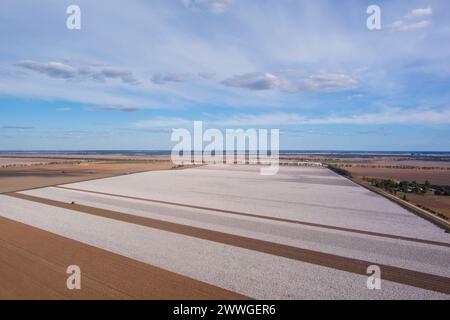 Aerial of commercial broad acre cotton fields being harvested near Dalby Queensland Australia Stock Photo
