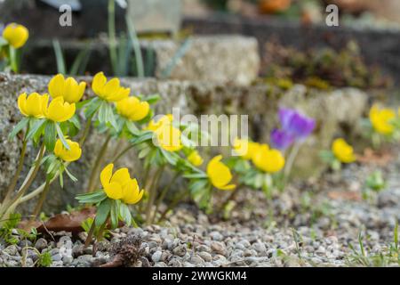 Yellow winter aconites (Eranthis hyemalis) planted as ornamental plant near curbstones in a garden. Stock Photo