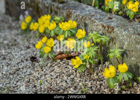 Yellow winter aconites (Eranthis hyemalis) planted as ornamental plant near curbstones in a garden. Stock Photo