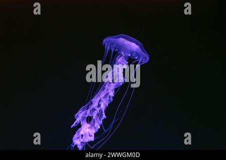 Black sea nettle, Chrysaora achlyos swimming in dark water of aquarium tank with purple neon light. Aquatic organism, animal, undersea life, biodivers Stock Photo