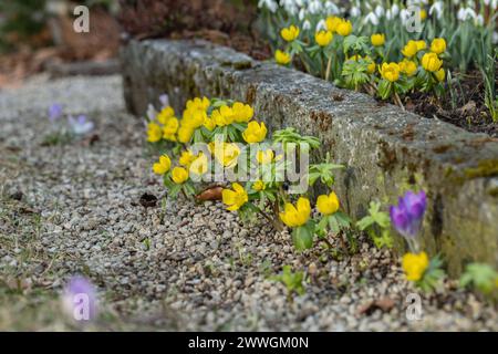 Yellow winter aconites (Eranthis hyemalis) planted as ornamental plant near curbstones. Stock Photo