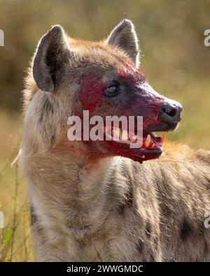Hyena with blood face Stock Photo