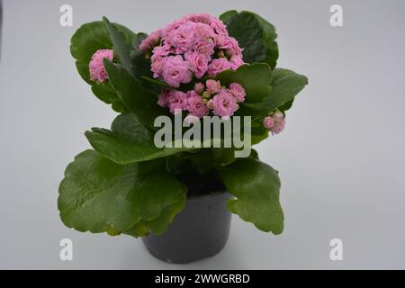 Real fresh flowers, Kalanchoe seedlings growing in a grey plastic pot. Many small pink flowers with coarse, large green leaves. Stock Photo