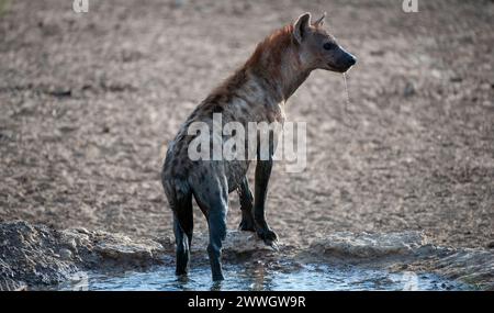 Spotted Hyaena ( Crocuta crocuta ) Kgalagadi Transfrontier  Park, South Africa Stock Photo