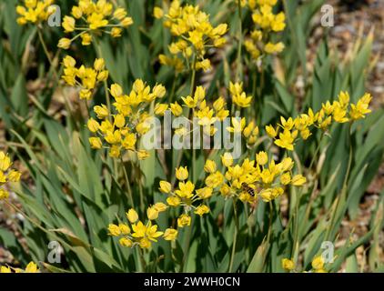 Goldlauch, Zierlauch, Allium moly, ist eine sehr dekorative und imposante Pflanze fuer den Garten mit schoenengelben Blueten. Golden garlic, ornamenta Stock Photo