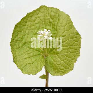 Wasabi, auch Japanischer Meerrettich oder Wassermeerrettich genannt, ist eine Pflanzenart aus der Familie der Kreuzblutengewaechse. Wasabi, also known Stock Photo