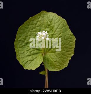 Wasabi, auch Japanischer Meerrettich oder Wassermeerrettich genannt, ist eine Pflanzenart aus der Familie der Kreuzblutengewaechse. Wasabi, also known Stock Photo