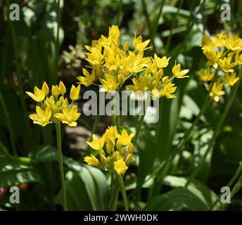 Goldlauch, Zierlauch, Allium moly, ist eine sehr dekorative und imposante Pflanze fuer den Garten mit schoenengelben Blueten. Golden garlic, ornamenta Stock Photo