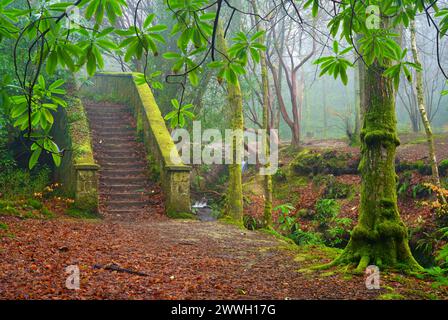 Old moss covered sandstone steps on Ashdown forest. Stock Photo