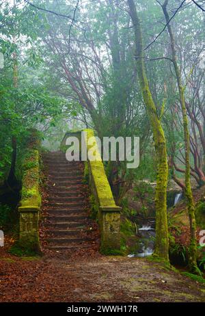 Old moss covered sandstone steps on Ashdown forest. Stock Photo