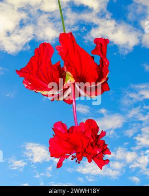 Variegated Tropical Hibiscus flowers with a blue sky Stock Photo