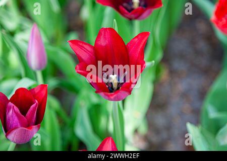 Close-up view of burgundy coloured lily-flowered tulip 'Merlot' with pointed petals flowering at the Keukenhof Gardens, Lisse, Holland in spring Stock Photo