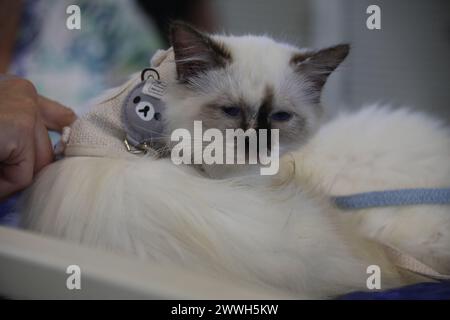 Sydney, Australia. Sunday, 24th March 2024. The Sydney Royal Easter Show runs from 22nd March to 2 April 2024 held at Sydney Olympic Park. Pictured: Ragdoll cat. Credit: RM/Ģ����ý Live News Stock Photo