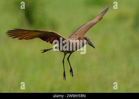 Hamerkop - Scopus umbretta  medium-sized brown wading bird. It is the only living species in the genus Scopus and the family Scopidae. Brown bird in f Stock Photo