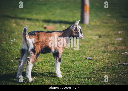 Brown white goat kid Stock Photo
