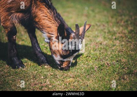 Brown white goat Stock Photo