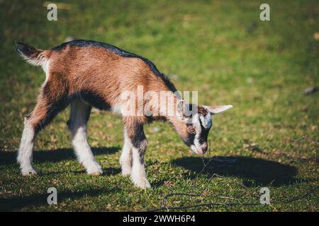 Brown white goat kid Stock Photo