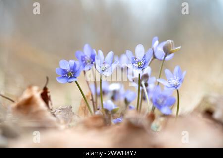 Common liverwort (Hepatica nobilis), flowers in the sunlight between leaves on the forest floor, Brandenburg, Germany Stock Photo