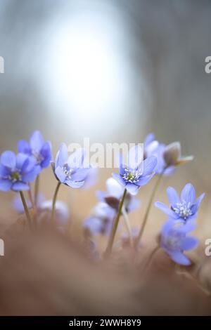 Common liverwort (Hepatica nobilis), flowers in the sunlight between leaves on the forest floor, Brandenburg, Germany Stock Photo