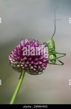 Larva of a green leafhopper (Tettigonia viridissima) on a globe leek flower, Valais, Switzerland Stock Photo