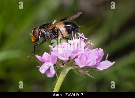 Pellucid fly (Volucella pellucens), Valais, Switzerland Stock Photo