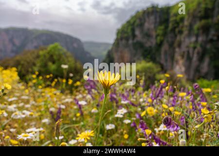 Vikos Gorge in Pindus Mountains, Greece Stock Photo