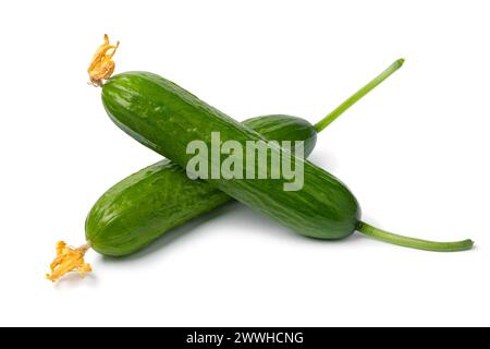 Pair of fresh young homegrown green small cucumbers with flowers close up isolated on white background Stock Photo