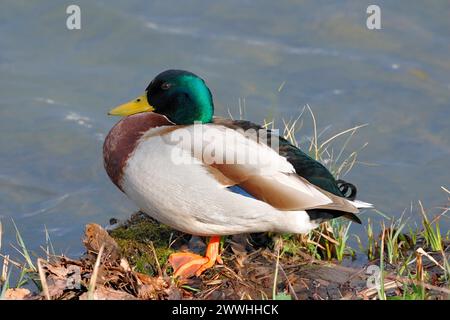 A mallard duck sits on the bank of a pond, has one leg tucked in and is resting Stock Photo