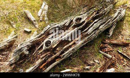 A weathered driftwood on dried grasses at an ocean beach surrounded by smaller sticks Stock Photo