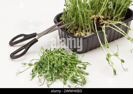 Microgreen pea sprouts in black plastic container. Scissors on container. Cut sprouts on table. White background. Top view Stock Photo