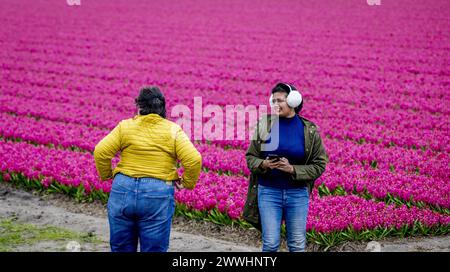 LISSE - Tourists in the rain at the bulb fields near the Keukenhof. ANP ROBIN UTRECHT netherlands out - belgium out Stock Photo