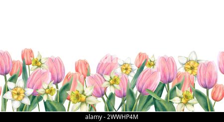 Watercolor horizontal seamless banner made of delicate peach, pink tulips and daffodils. The illustration is hand-drawn on a white background. Spring Stock Photo