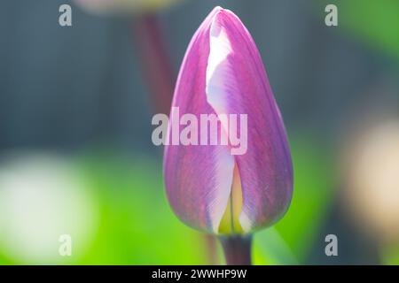 Close=up of two early flowering spring tulips  with copyspace Stock Photo