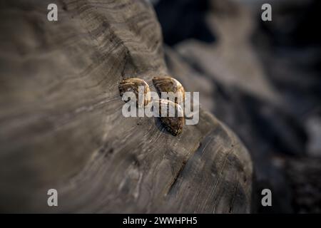 Shells stuck to a stone on the beach Stock Photo
