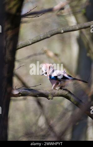 Garrulus glandarius aka eurasian jay with crest is perched on the tree branch in very windy weather. Funny animal photo. Stock Photo