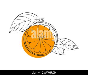 Citrus Orange fruit, hand drawn doodle, orange fruit with leaf, contour sketch with orange spot, isolated. Vector illustration Stock Vector