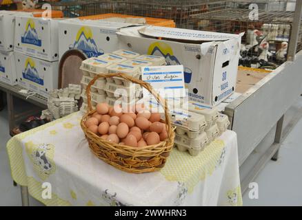 Matosinhos, Portugal, fresh farmers eggs and chickens live stock in the municipal market Stock Photo