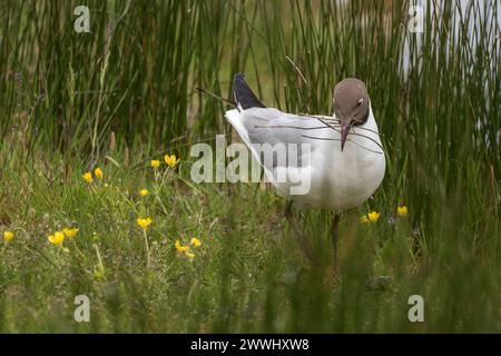 Black-headed gull (Chroicocephalus ridibundus) gathering nesting material in a meadow, among tall grasses and yellow flowers. Stock Photo