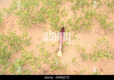 Goyo flower on Gobi desert, Mongolia Stock Photo - Alamy