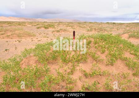 Goyo flower on Gobi desert, Mongolia Stock Photo - Alamy
