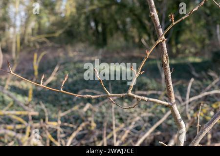 Branches of a black poplar with buds in the forest in spring Stock Photo