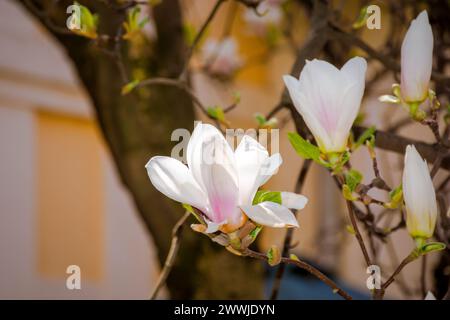 big bright flowers of magnolia soulangeana tree in full bloom ...