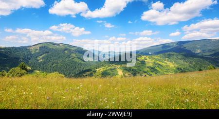 grassy meadows on the hills of ukrainian highlands. sustainable life in carpathian rural area. mountainous countryside landscape in summer Stock Photo