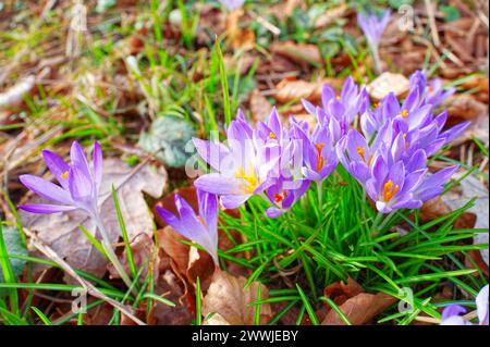 Crocus, small, spring-flowering plant of the iris family, which grows from a corm and bears bright yellow, purple flowers Stock Photo