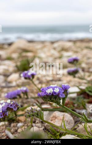 Mediterranean. Shore overgrown with Limonium sinuatum Stock Photo