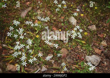 small white flowers asterisks, on the ground in green leaves. Small flowers in the shape of asterisks. Stock Photo