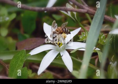 Honey bee collecting nectar from white flowers. Nature background. Spring Stock Photo