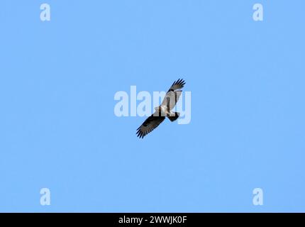 Common buzzard, Mäusebussard, Buse variable, Buteo buteo, egerészölyv, Hungary, Magyarország, Europe Stock Photo