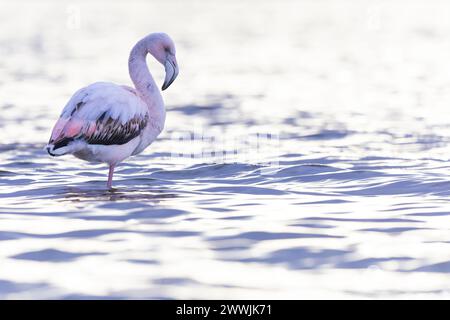 Greater flamingo (Phoenicopterus roseus) resting in water. Stock Photo