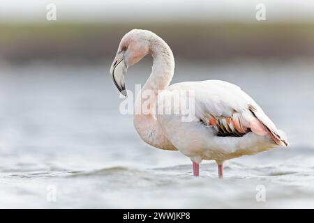 Greater flamingo (Phoenicopterus roseus) resting in water. Stock Photo